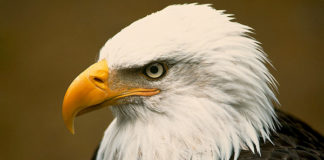 5 nguyên tắc của chim Đại Bàng áp dụng trong cuộc sống