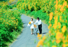 Tổng hợp những địa điểm chụp hoa dã quỳ đẹp nhất Việt Nam