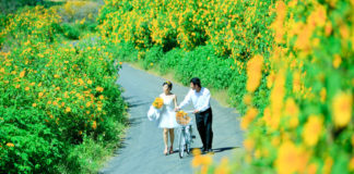 Tổng hợp những địa điểm chụp hoa dã quỳ đẹp nhất Việt Nam