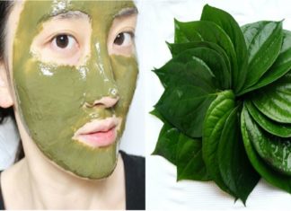 Mẹo hay Tác dụng trị nám, tàn nhang không ngờ của lá trầu không