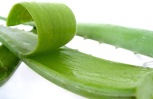 cách trị hói đầu bằng nha đam cách trị hói đầu bằng nha đam