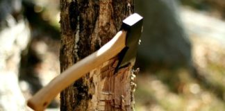 Bài học cuộc sống: Nếu là bạn? Bạn sẽ chặt cây nào?