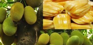 Tổng hợp những bài thuốc hay từ cây mít quý hơn vàng