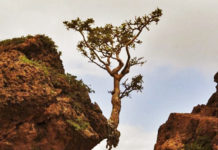 Những bức ảnh "biết nói" tiếp thêm cho bạn sức sống mãnh liệt