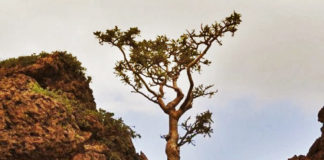 Những bức ảnh "biết nói" tiếp thêm cho bạn sức sống mãnh liệt