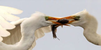 Tranh giành nhau rốt cuộc là vì điều gì mà con người phải làm điều đó cả đời?