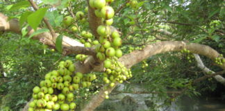 Đánh bay sỏi thận, huyết áp và đau nhức xương khớp với loại quả không ngờ này