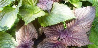 Làm đẹp da mặt bằng lá tía tô đơn giản tại nhà