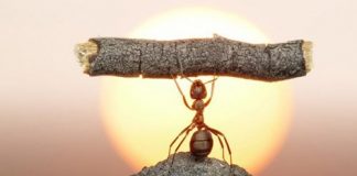 Bạn không nên bỏ qua câu chuyện thú vị về những nguyên tắc thành công này