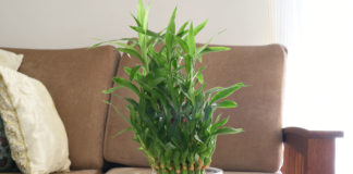 Ý nghĩa và cách đặt cây tre may mắn đúng phong thủy