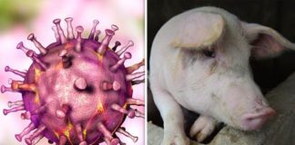 Tìm hiểu về bệnh dịch tả lợn Châu Phi? Ảnh hưởng của nó đến sức khoẻ con người?