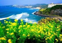 Du lịch đảo Jeju và những điểm hấp dẫn không thể bỏ qua Du lịch đảo Jeju