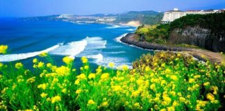 Du lịch đảo Jeju và những điểm hấp dẫn không thể bỏ qua Du lịch đảo Jeju