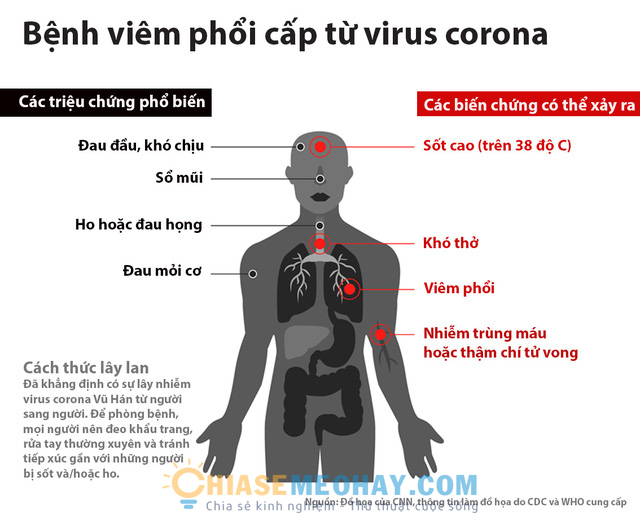Virus corona 