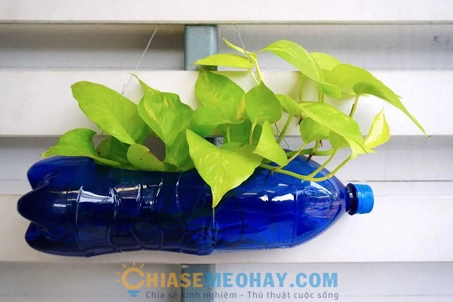 Chậu cây được làm  từ chai nhựa đã qua sử dụng