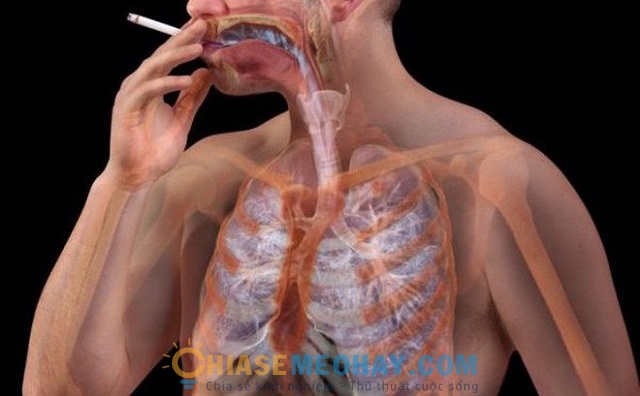 Những ảnh hưởng của thuốc lá đến cơ thể
